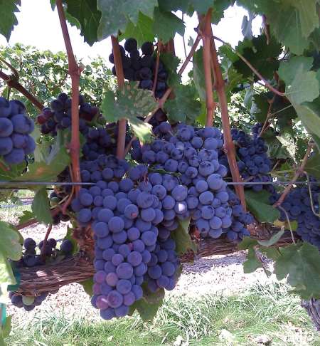 Cabernet Franc